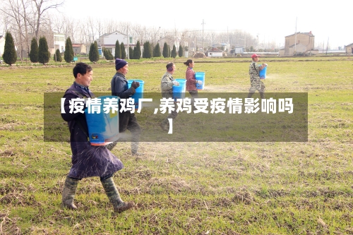 【疫情养鸡厂,养鸡受疫情影响吗】-第2张图片